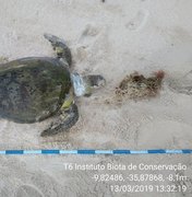 Tartaruga morta é encontrada presa em rede de pesca na praia do Francês