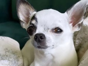 Família de Arapiraca procura cadela Chihuahua desaparecida no bairro Novo Horizonte