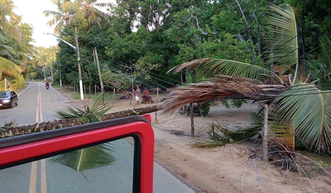 Ventania derruba coqueiro na rodovia AL 101 Norte