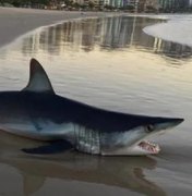 Tubarão de espécie mais rápida do mundo é encontrado morto em praia