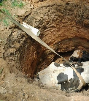 Vaca cai em poço e bombeiros resgatam corpo sem vida em Penedo