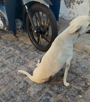 Cadela baleada é resgatada e passa por cirurgia em Delmiro Gouveia