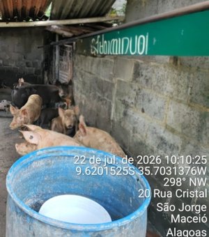 Pocilga é interditada após denúncia no bairro São Jorge, em Maceió