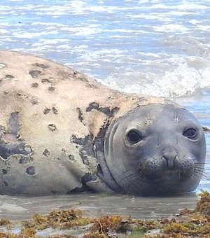 MPF requisita inquérito policial para investigar morte de elefante-marinho em AL