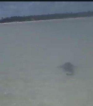 [Vídeo] Tubarão-lixa é visto no mar de Maragogi