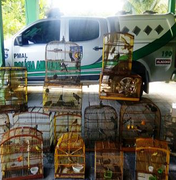 Polícia ambiental apreende 151 aves de feiras em Alagoas