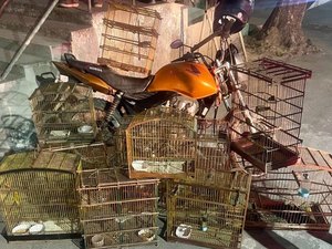 Batalhão Ambiental apreende arma, recupera moto roubada e resgata animais silvestres