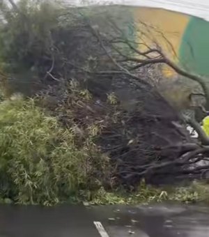 Árvore cai e interdita via no Jaraguá