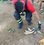 Bombeiros resgatam tamanduá no quintal de residência em Maragogi