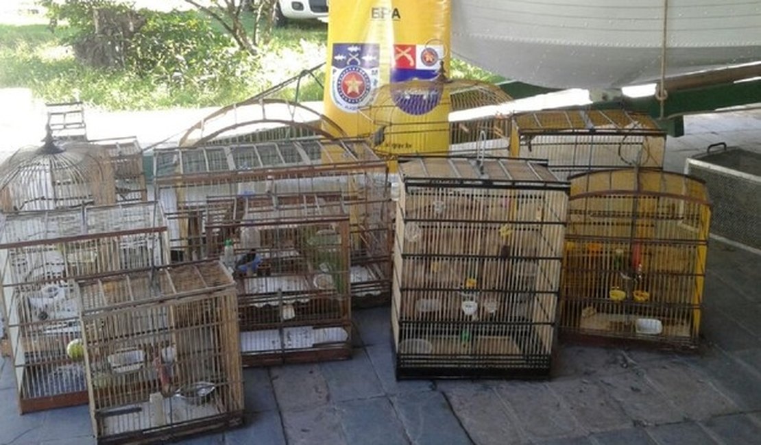 Operação do BPA recolhe 42 animais silvestres nos bairros de Riacho Doce e Levada