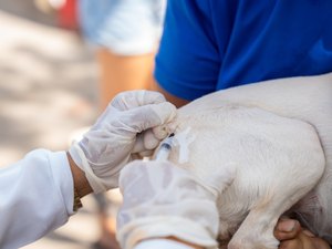Saúde de Maceió imuniza quase 34 mil animais no segundo dia de vacinação antirrábica