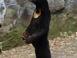Urso ou humano? Zoológico na China nega questionamento de que animal é homem fantasiado; veja imagem