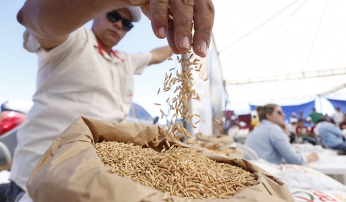 Governo diz que safra de arroz 2017/2018 será recorde em Alagoas