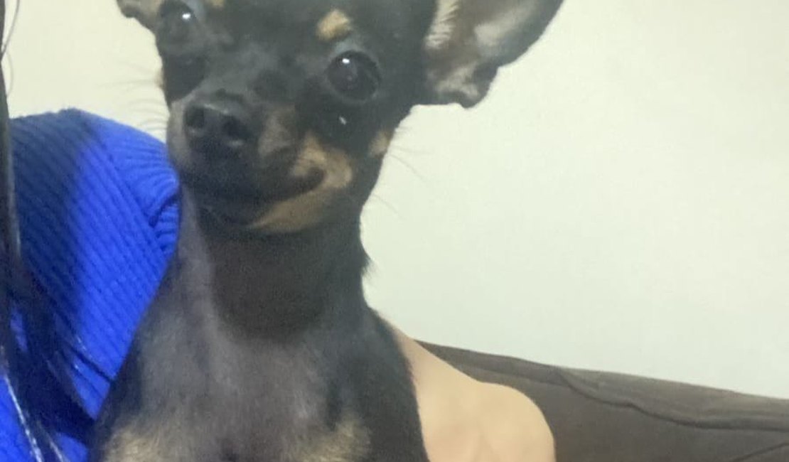 Tutora pede ajuda para localizar cadela Pinscher que desapareceu no Sítio Capim em Arapiraca