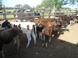 Adeal anuncia a primeira etapa da campanha de vacinação contra a brucelose