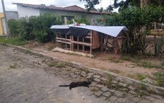 Cuidadora de animais denuncia mortes de gatos no bairro Primavera em Arapiraca