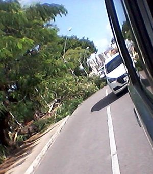 Árvore cai e obstrui parte de pista na  Praça Centenário, em Maceió