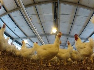 Decreto Estadual garante isenção do ICMS para cadeia produtiva de aves em Alagoas