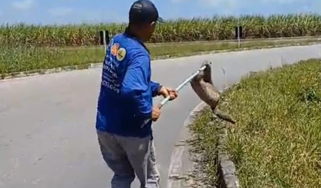 [Vídeo] Homem resgata bicho preguiça em rodovia próxima a Pilar