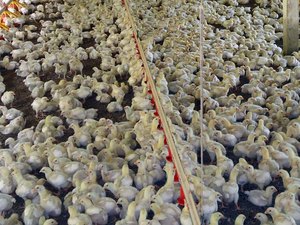 China impõe medidas antidumping sobre importação de frango brasileiro