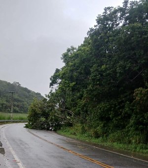 [Vídeo] Árvore desaba e prejudica tráfego de veículos na rodovia AL-105