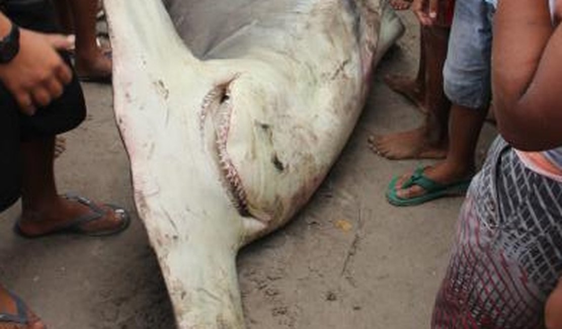 [VÍDEO] Tubarão-martelo é capturado por pescadores em Maragogi