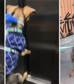 [Vídeo] Cachorro vira 'cãoguru' na hora do passeio e faz sucesso nas redes sociais