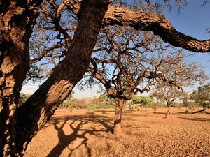 Dia do Meio Ambiente destaca ações de enfrentamento à desertificação