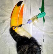 Após perder parte de cima do bico, tucano recebe prótese em Maragogi
