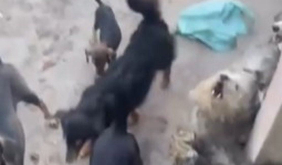 Homem resgata 26 cães vivendo em situação insalubre em Maceió
