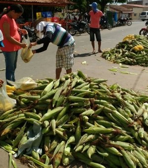 Chegada de 'Santo Antônio' aquece vendas de milho em Arapiraca