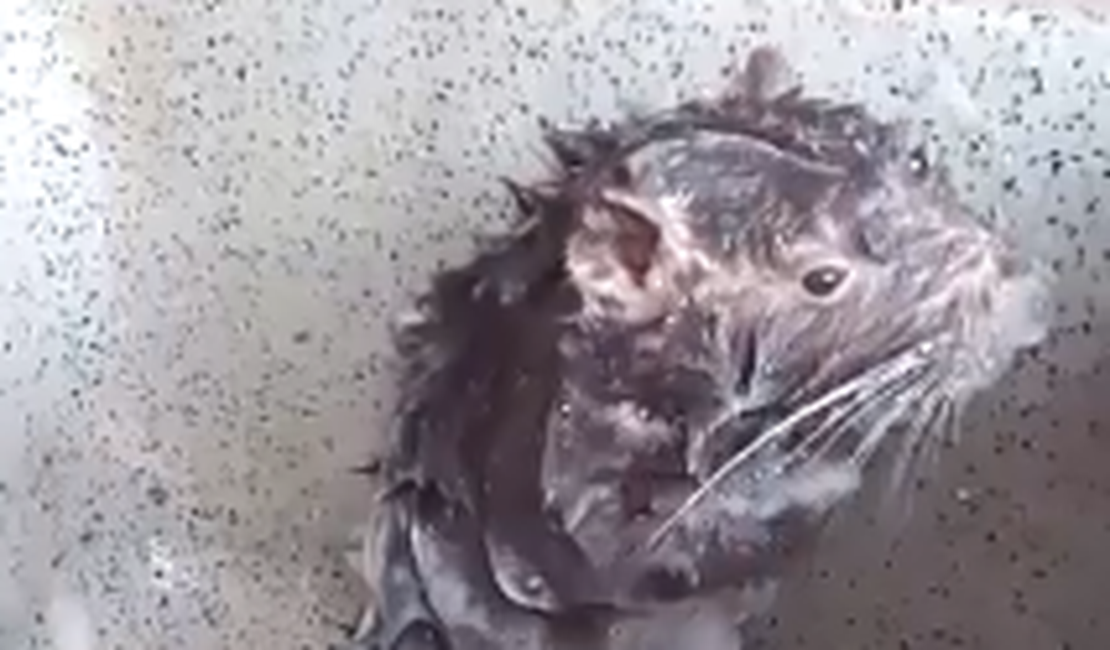 [Vídeo] Viu o vídeo do 'rato' tomando banho se ensaboando? Saiba o que está por trás