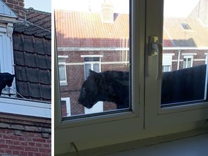 Pantera negra é vista andando em telhados na França