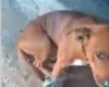 Cão é baleado durante ação policial em Maceió e caso é investigado pela Polícia Civil