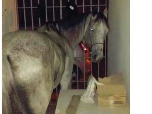 Cavalo dá coice em carro e acaba “preso” em delegacia