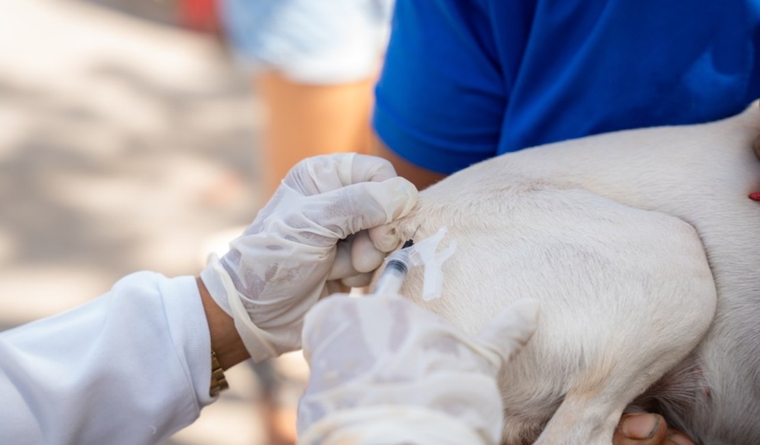 Saúde de Maceió imuniza quase 34 mil animais no segundo dia de vacinação antirrábica