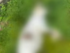 Polícia Civil investiga morte de gatos por suspeita de envenenamento em Maceió