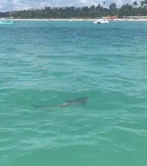 Suposto tubarão avistado em Maragogi pode ser peixe considerado 'primo' da espécie