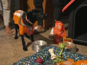 Cão jogado de ponte é resgatado e vira 'servidor público' vitalício da prefeitura de Barra do Piraí