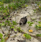 [Vídeo] Biota registra encalhes de aves marinhas em praias de Alagoas