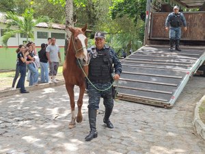Cavalo da PM-AL é doado ao Ifal para uso em ensino e pesquisa agropecuária
