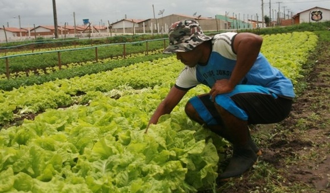 Empresas vão receber R$ 3,5 milhões para assistência técnica em Alagoas