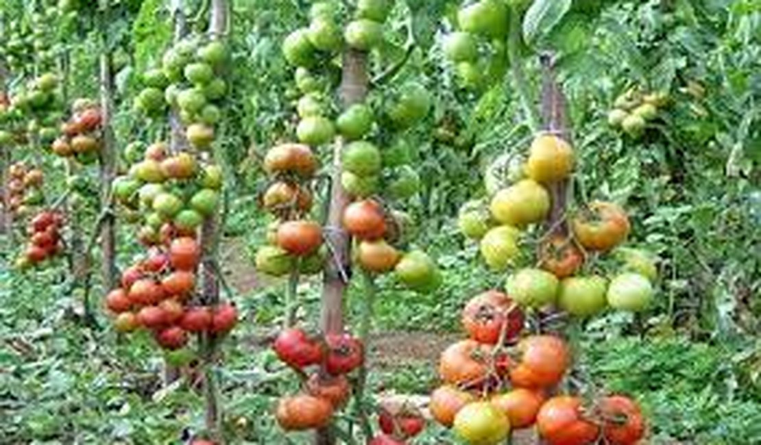 Produção de tomate híbrido pode gerar oportunidades em Alagoas