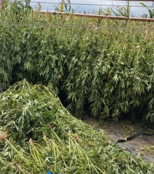 Cerca de duas toneladas de maconha são apreendidas na divisa entre Alagoas e Bahia