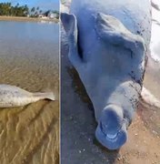 Peixe-boi é achado morto na Praia de São Bento no município de Maragogi