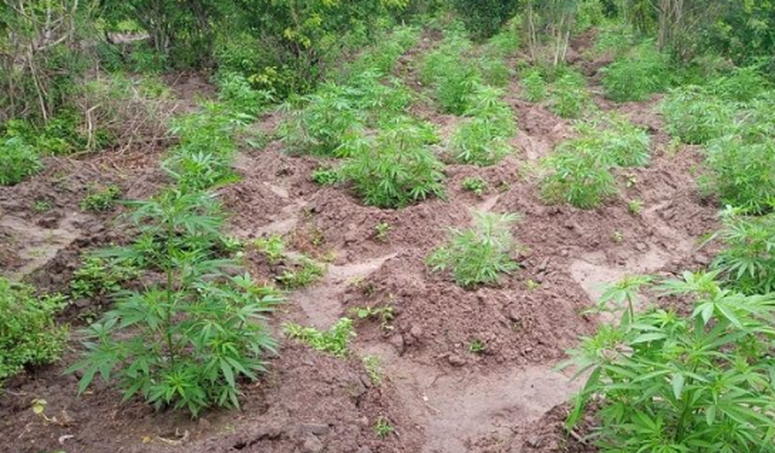 Cerca de mil pés de maconha são descobertos em propriedade rural no Sertão de Alagoas