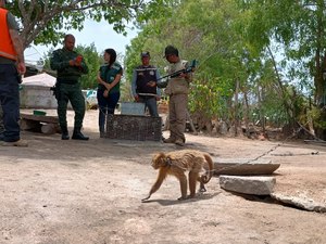 Ministério Público de Alagoas avança plano para proteção do Macaco-prego-galego