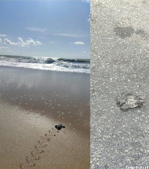 Tartaruga desova na praia de Jacarecica; Biota flagra filhotes atropelados