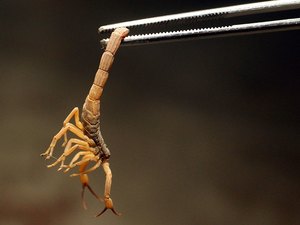 Hospital público do DF tem baratas subindo em berço e escorpiões