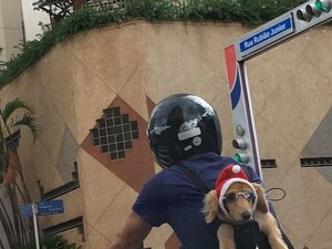 Cachorro com óculos de sol e gorro de natal no trânsito de SP viraliza nas redes sociais 